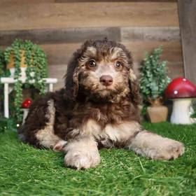 Mini Poodle