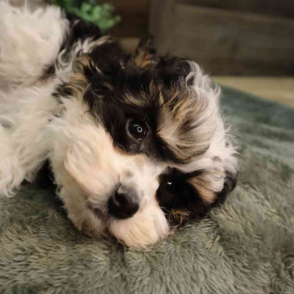 carousel pet images