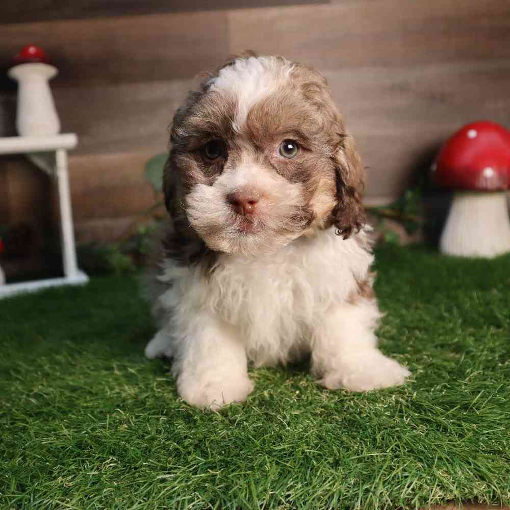carousel pet images