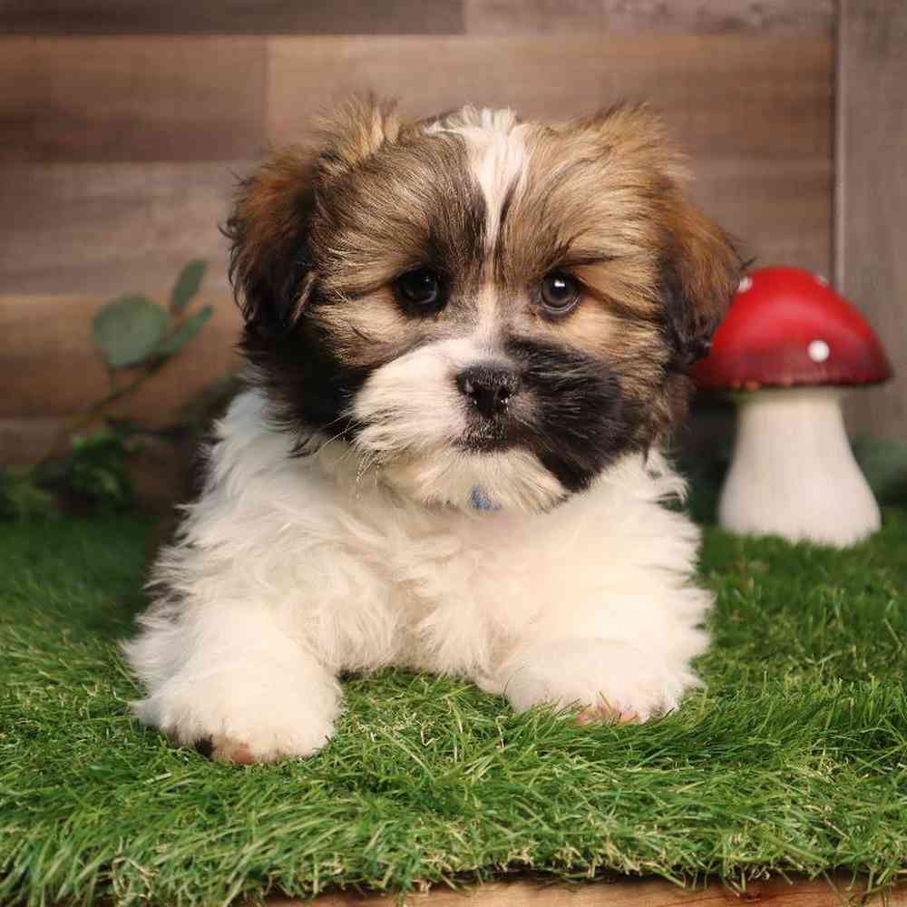 carousel pet images