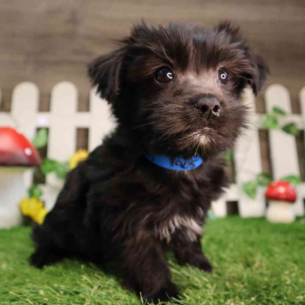 carousel pet images