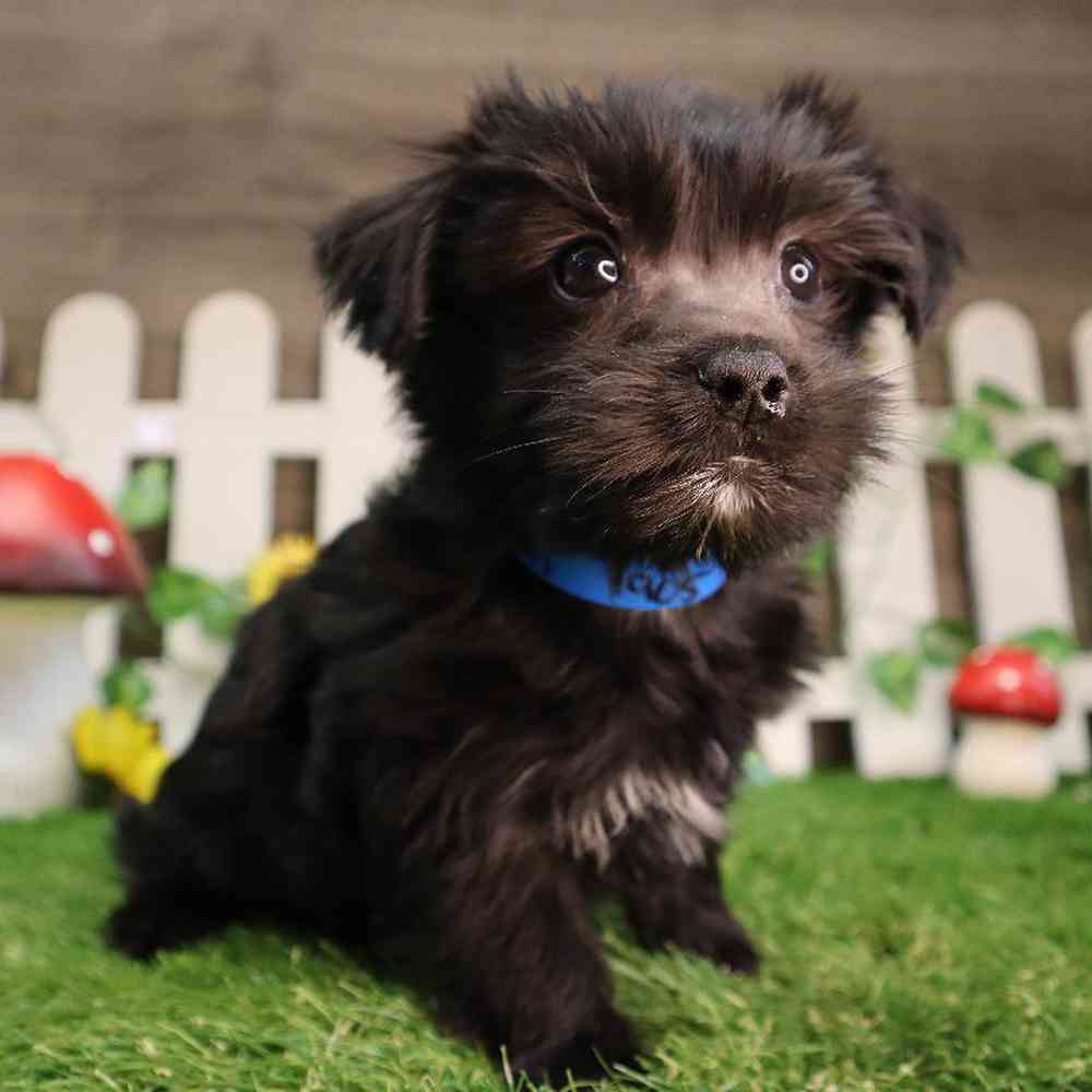 Male Morkiechon Puppy for Sale in Blaine, MN