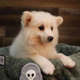 American Eskimo