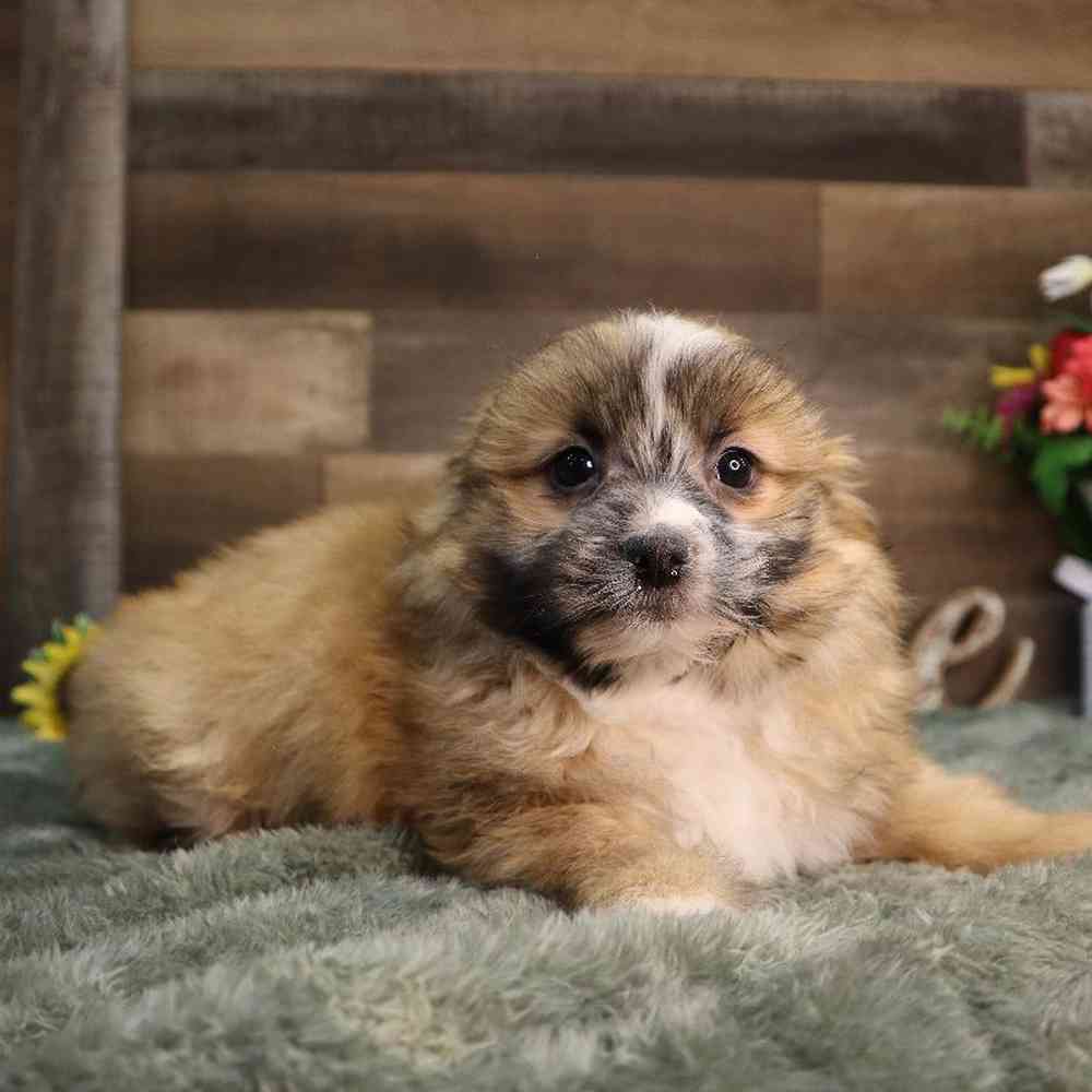 Male Pomshi Puppy for Sale in Blaine, MN
