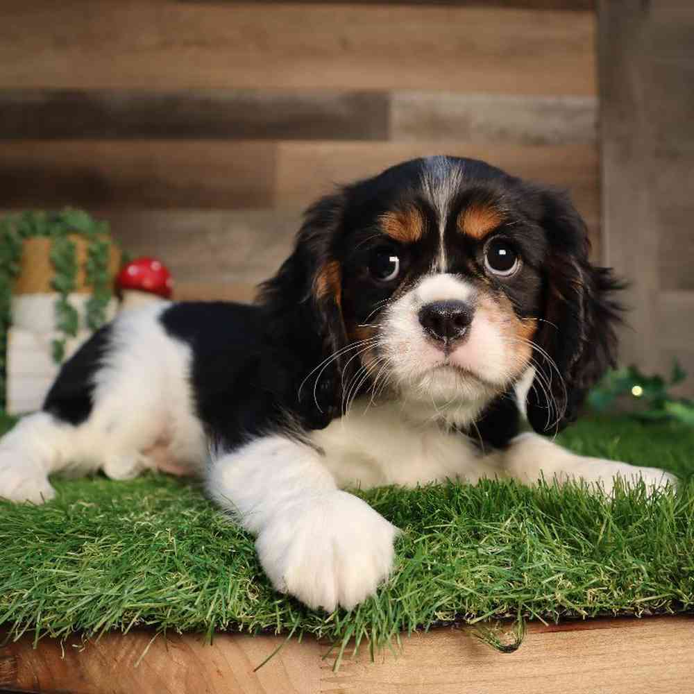 carousel pet images