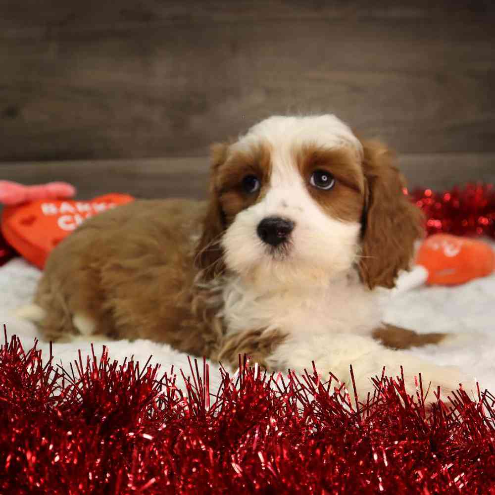 Male Cavapoo Puppy for Sale in Blaine, MN