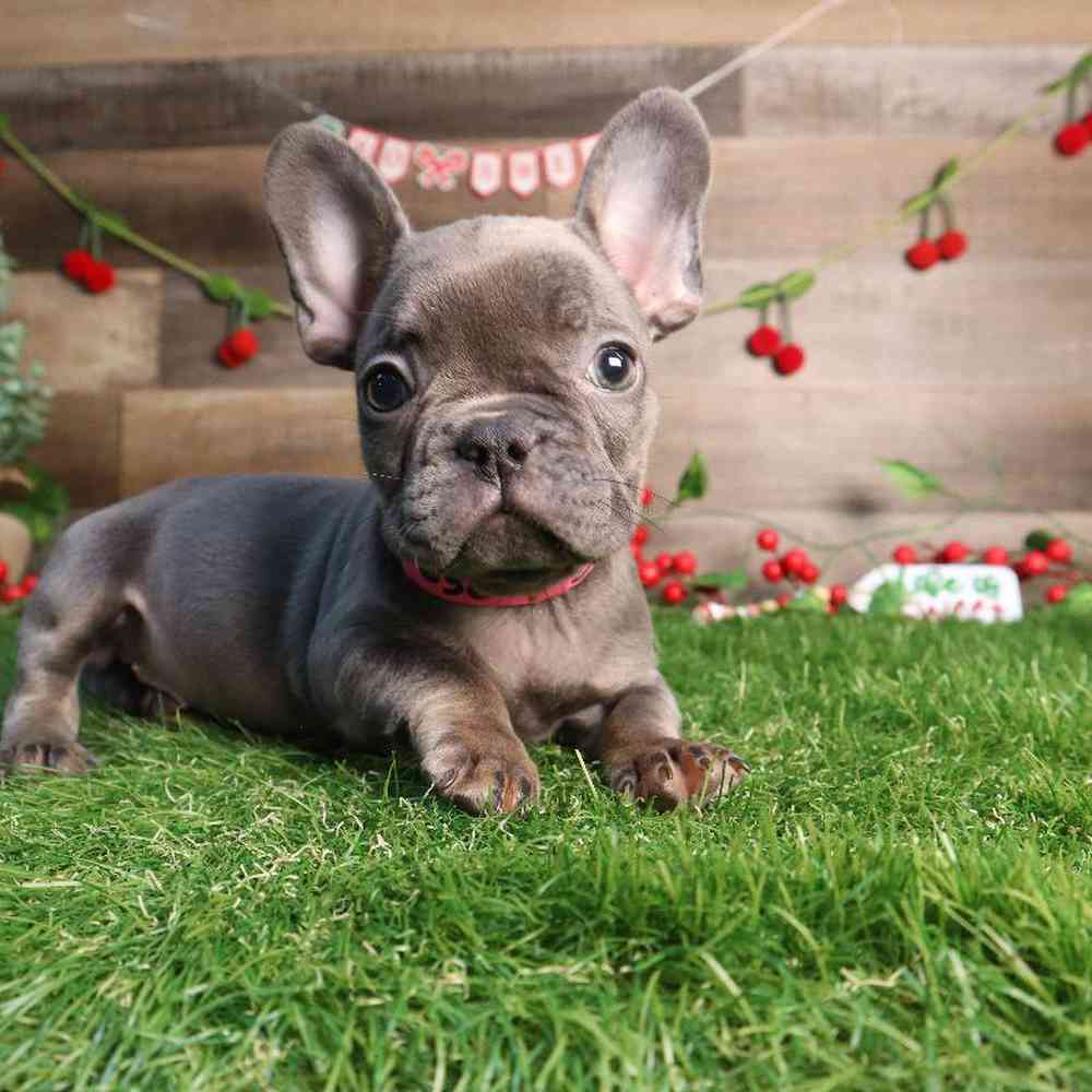 Female French Bulldog Puppy for Sale in Blaine, MN