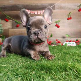 French Bulldog