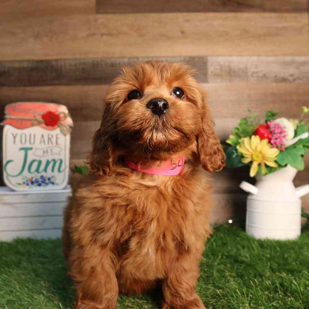 Female Mini Goldendoodle 2nd Gen Puppy for Sale in Blaine, MN