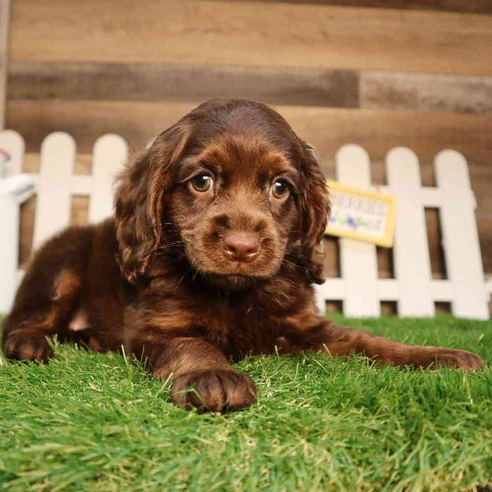 Female Cockapoo Puppy for Sale in Blaine, MN