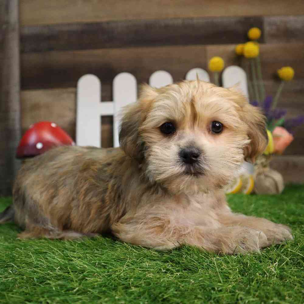 Male Shorkie Puppy for Sale in Blaine, MN