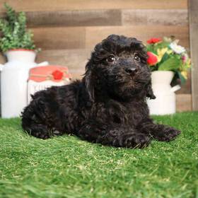 Mini Poodle