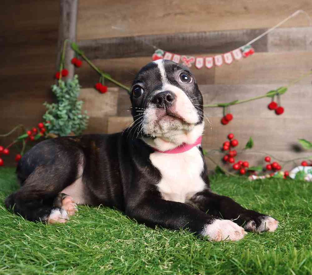 carousel pet images