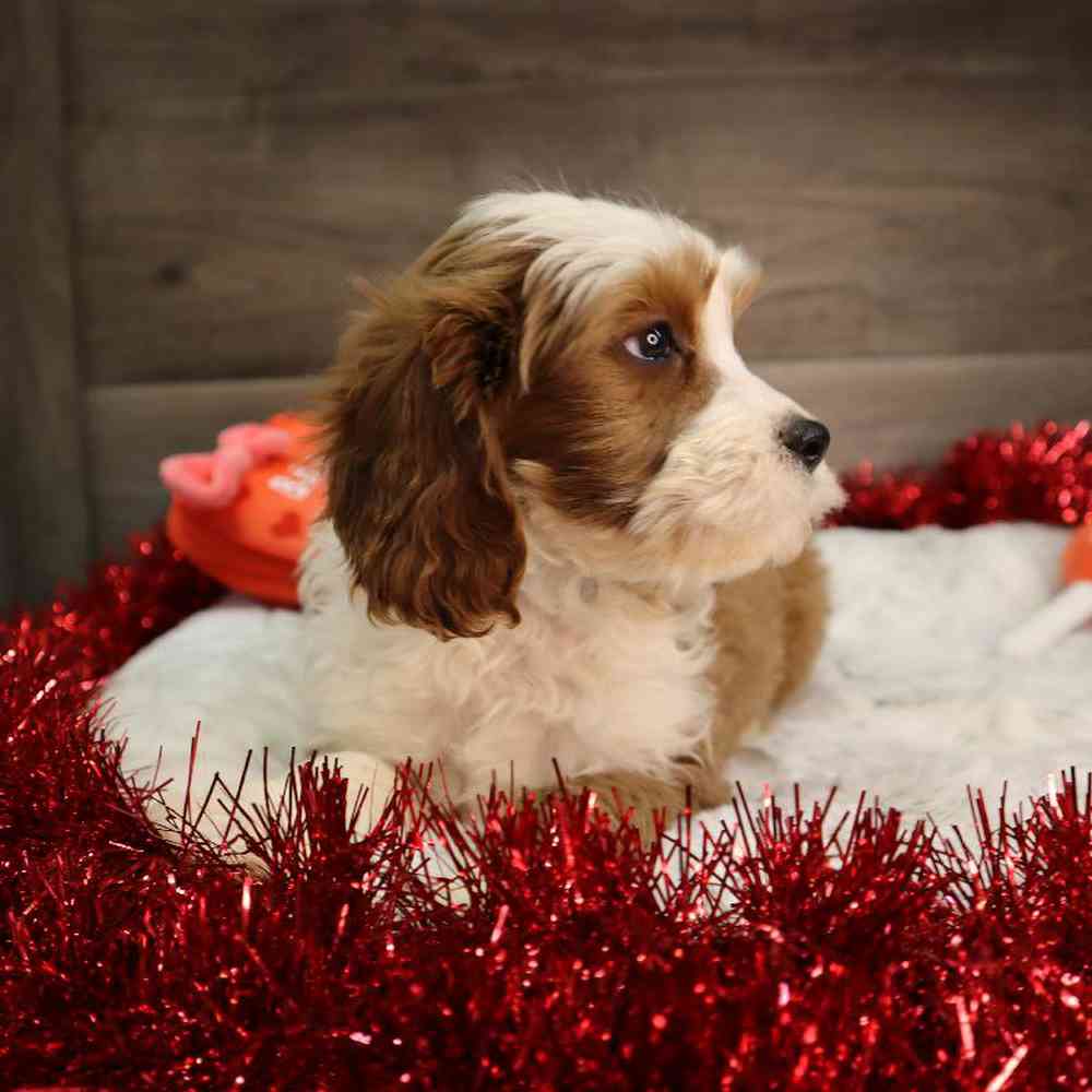 Male Cavapoo Puppy for Sale in Blaine, MN