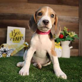 Beagle