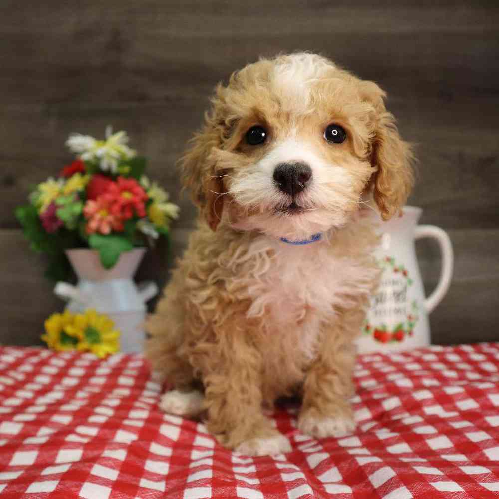 Male Poodle Puppy for Sale in Blaine, MN
