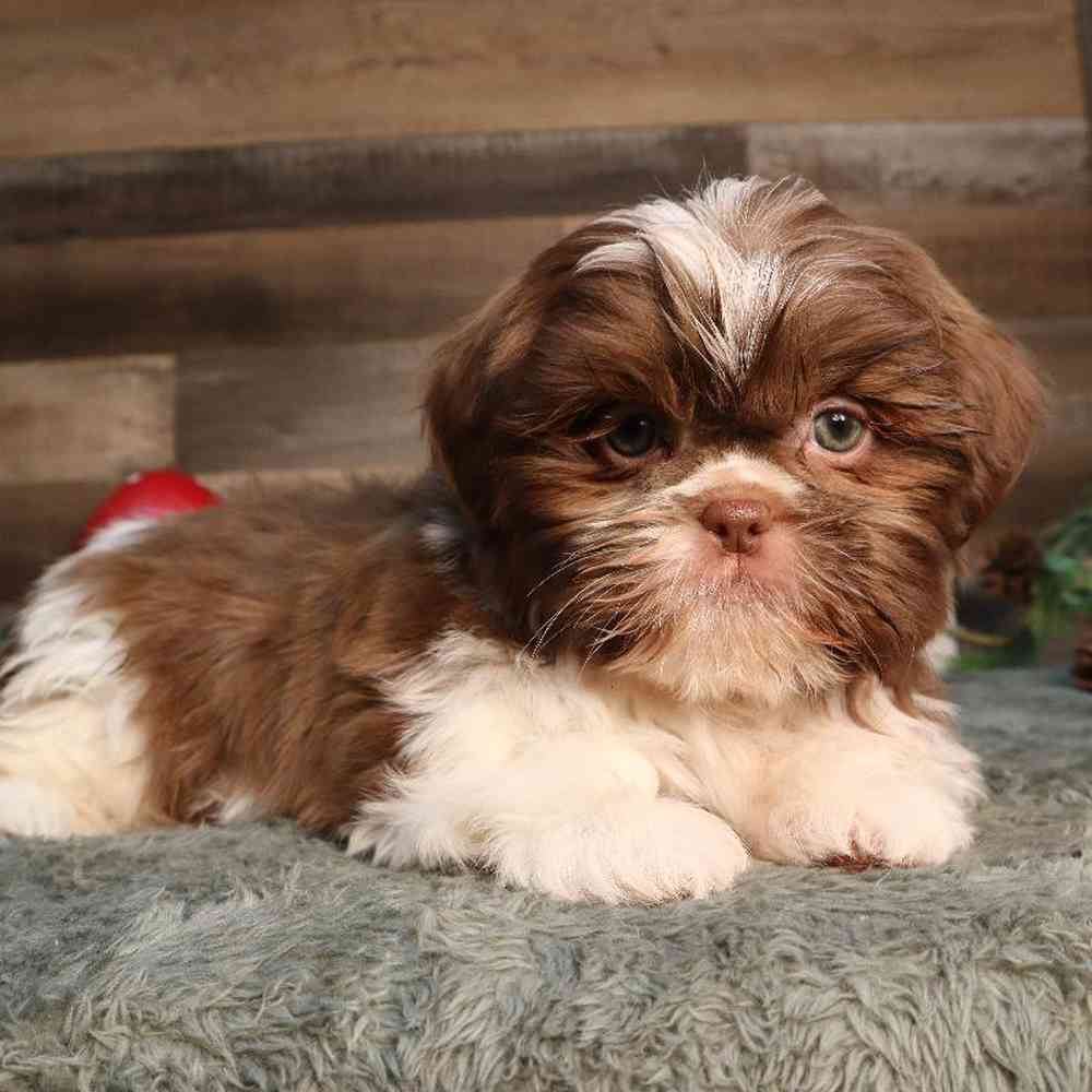 carousel pet images