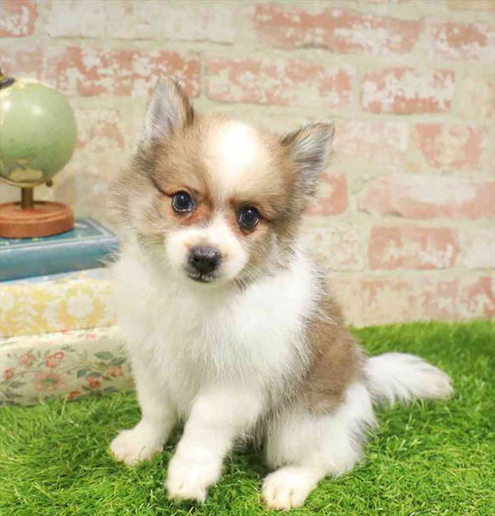 carousel pet images
