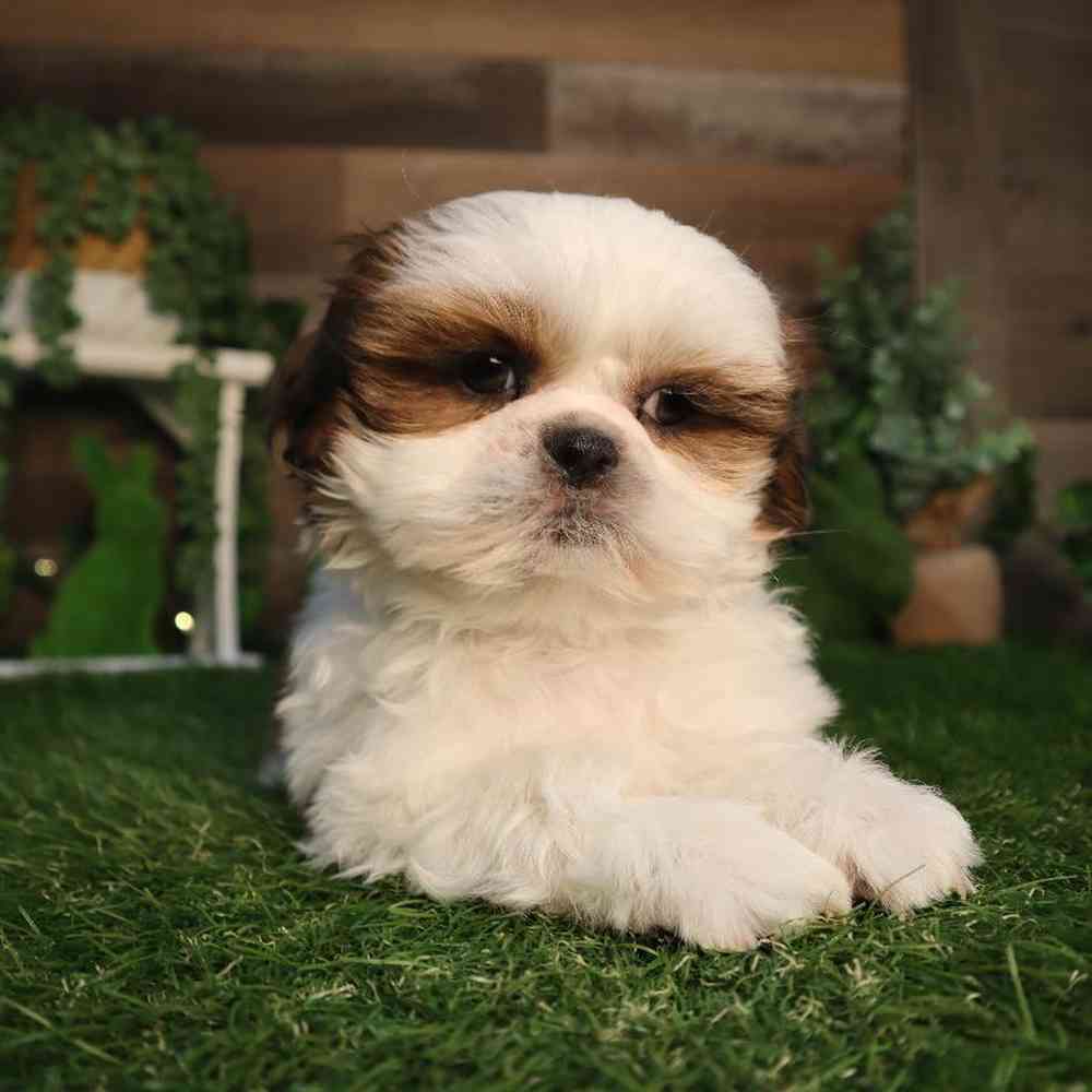 carousel pet images