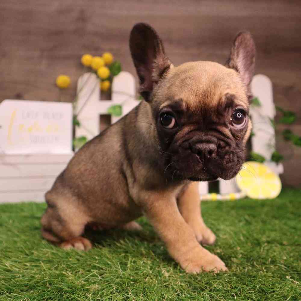 Female French Bulldog Puppy for Sale in Blaine, MN