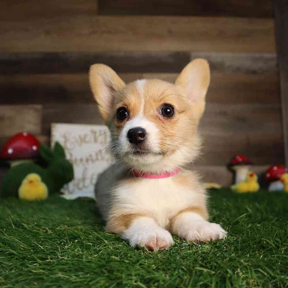 carousel pet images