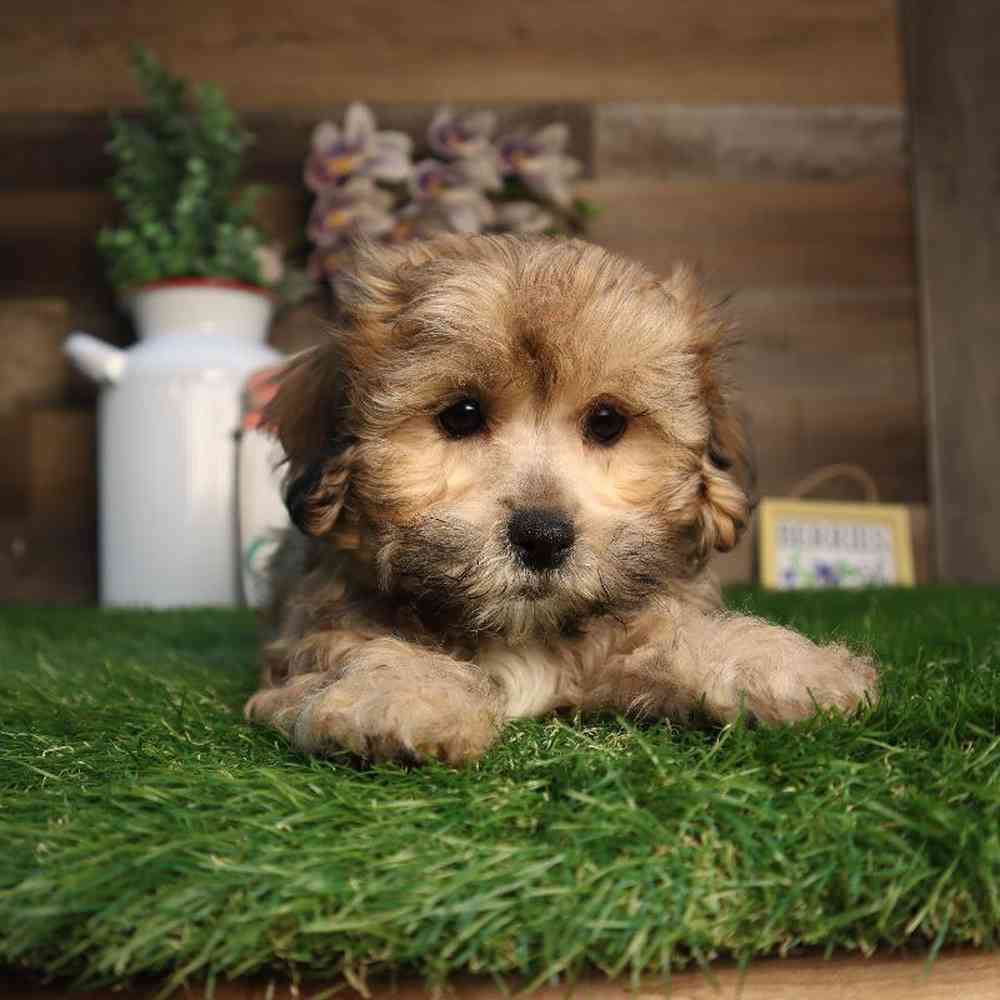 carousel pet images