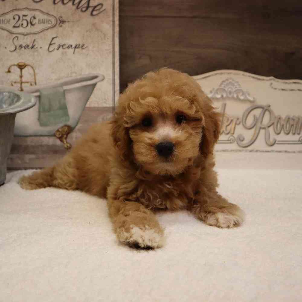 carousel pet images
