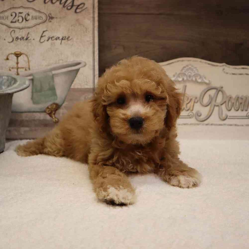 Female Mini Goldendoodle Puppy for sale