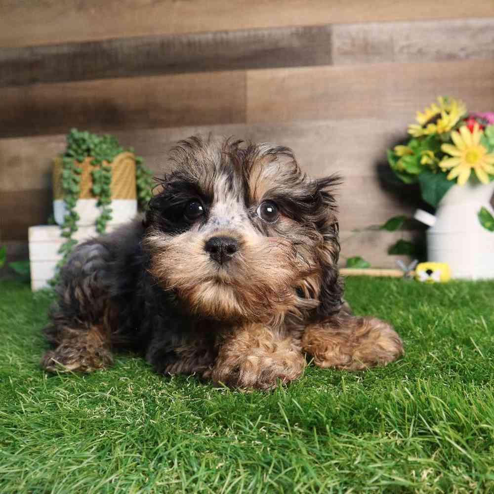 Image of a pet breed in the gallery