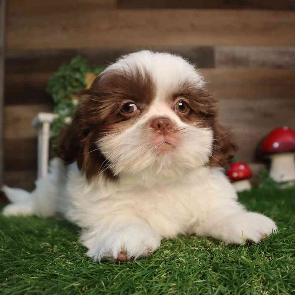 Image of a pet breed in the gallery
