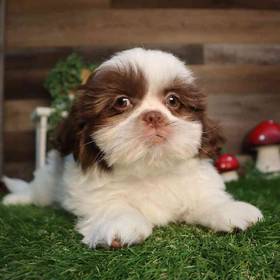 Shih Tzu