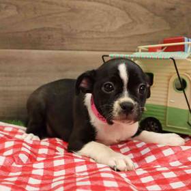 Brat Terrier