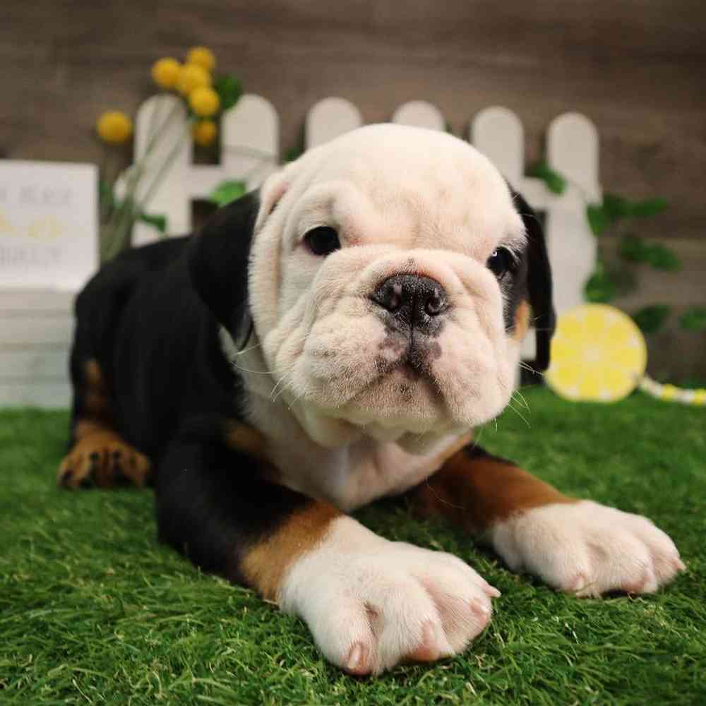 Female English Bulldog Puppy for Sale in Blaine, MN