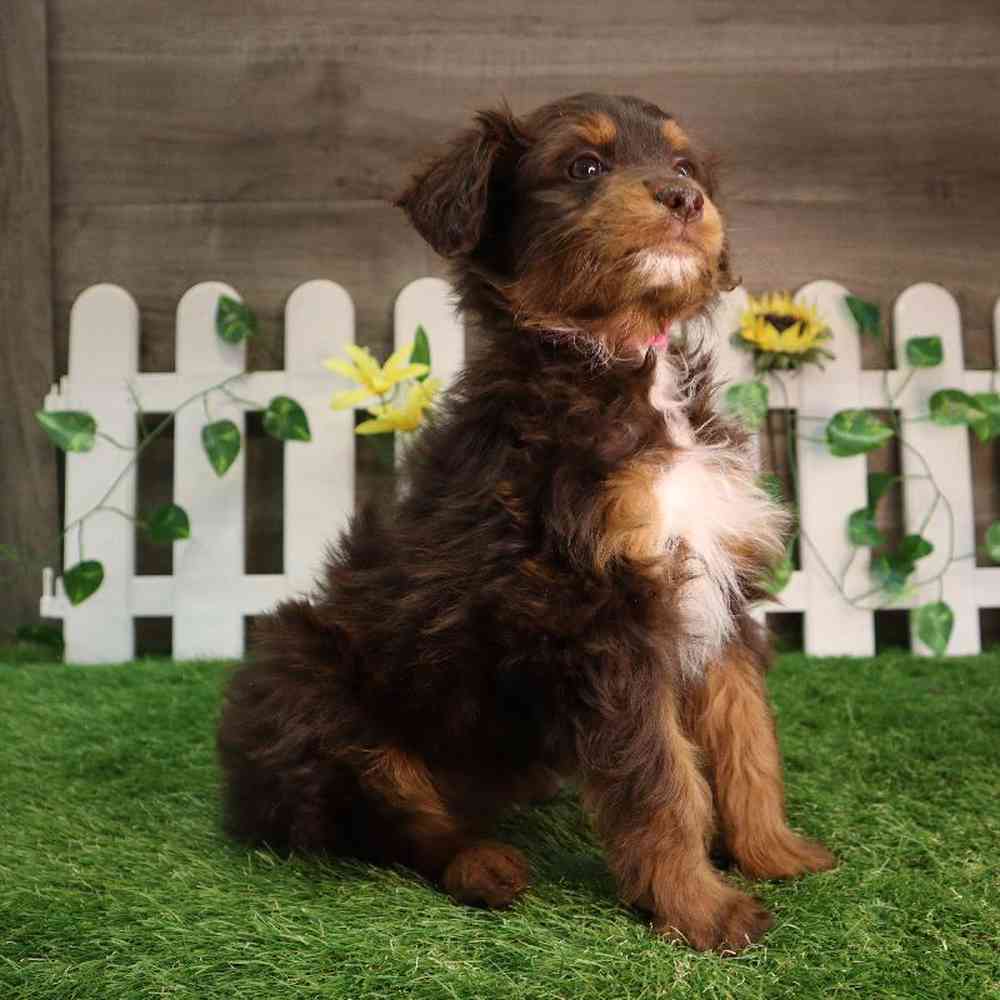 carousel pet images