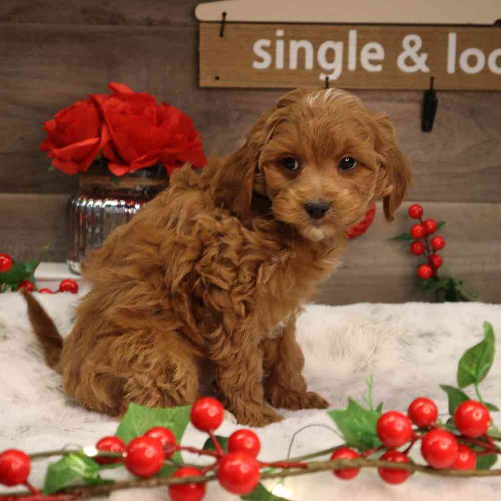 carousel pet images