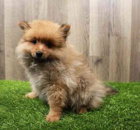 Pomeranian