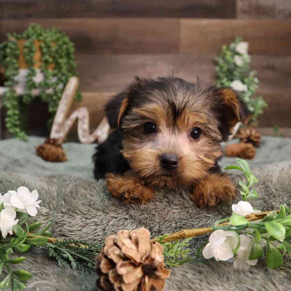 Male Yorkshire Terrier Puppy for Sale in Blaine, MN