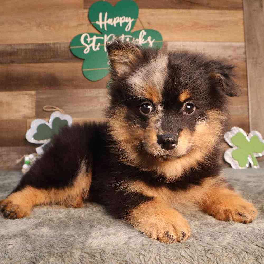 Pomsky Puppy for sale - Four Paws and a Tail