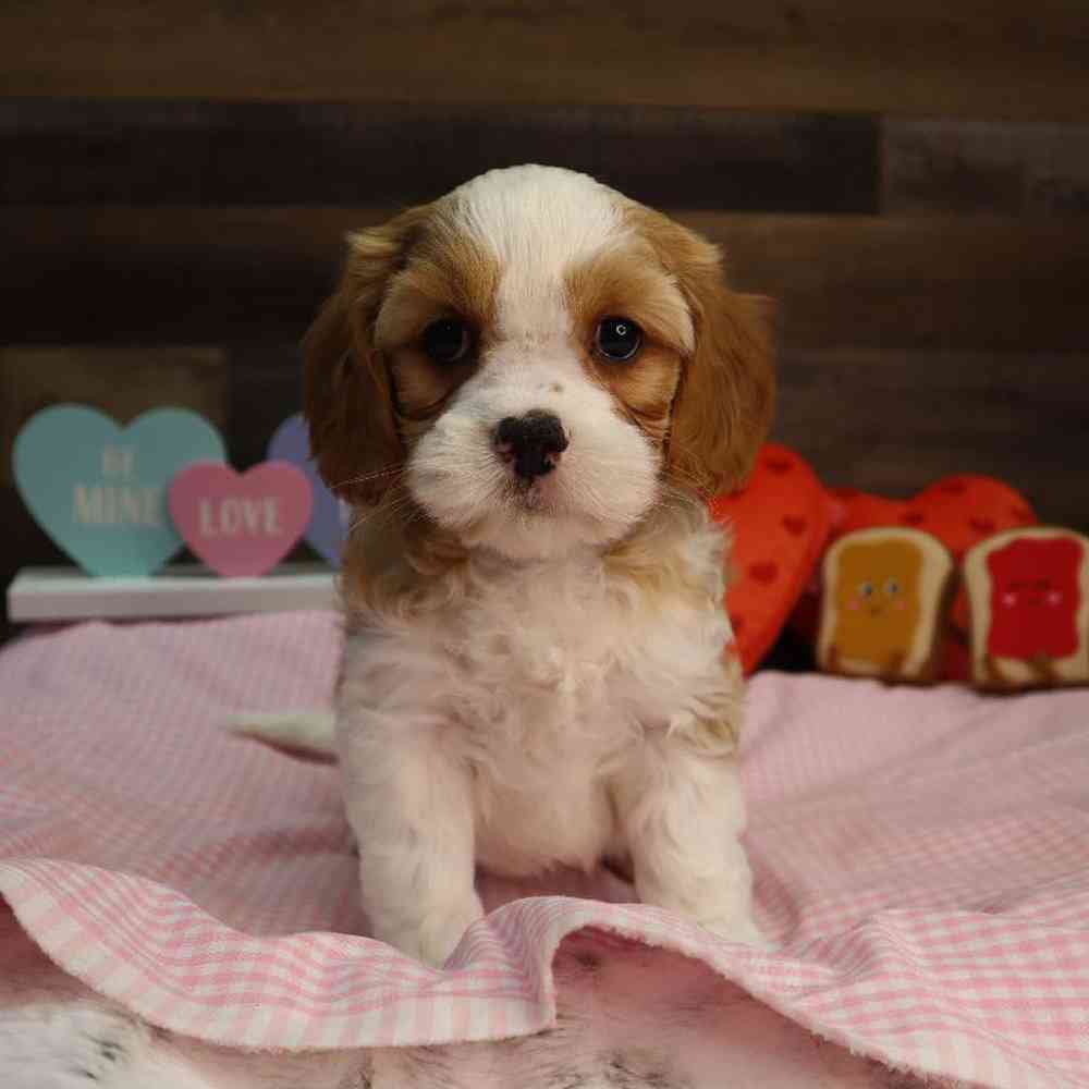 Male Cavapoo Puppy for Sale in Blaine, MN