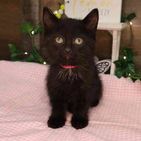 Kitten