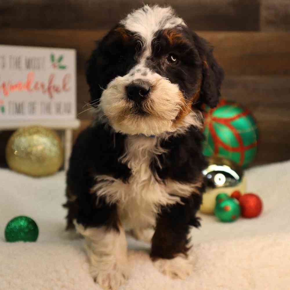 Male Mini BerneDoodle Puppy for Sale in Blaine, MN