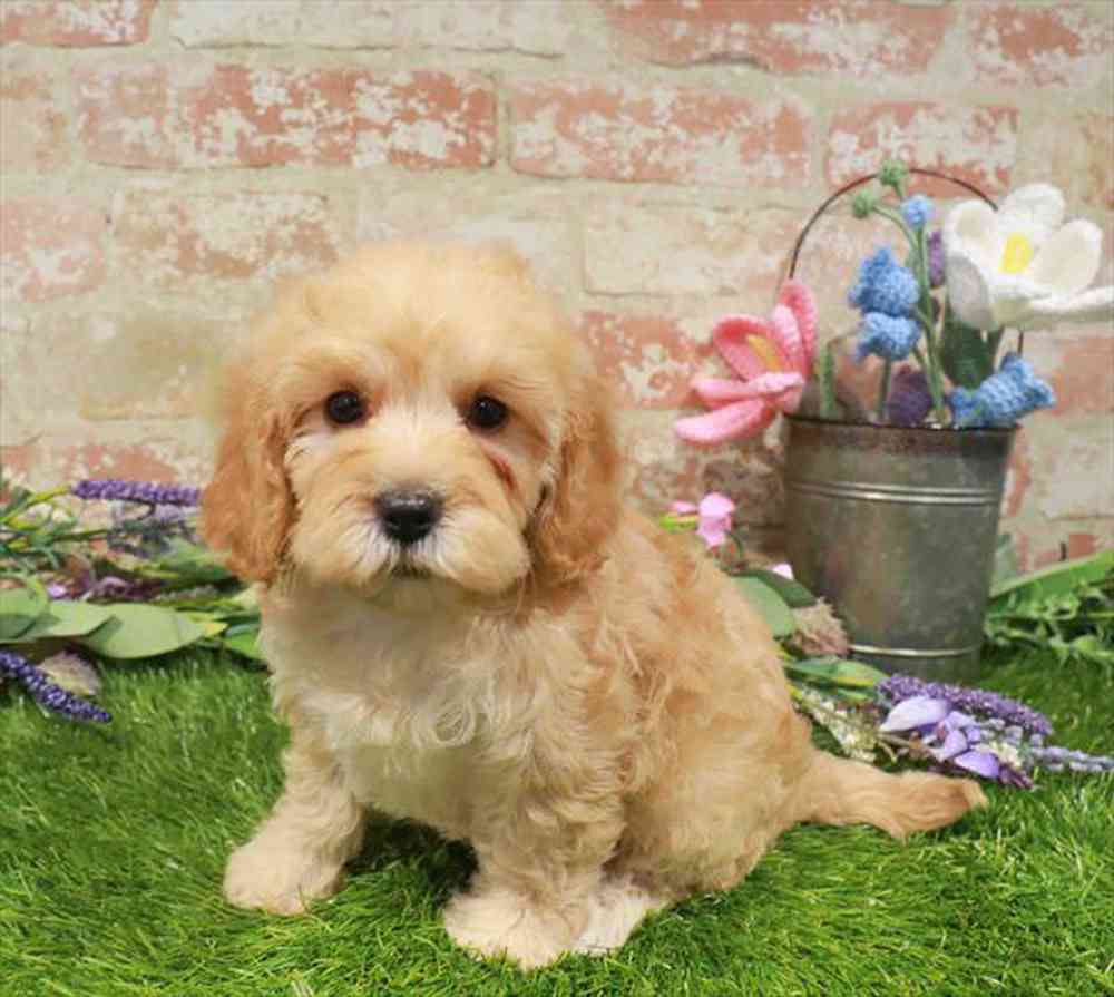 carousel pet images