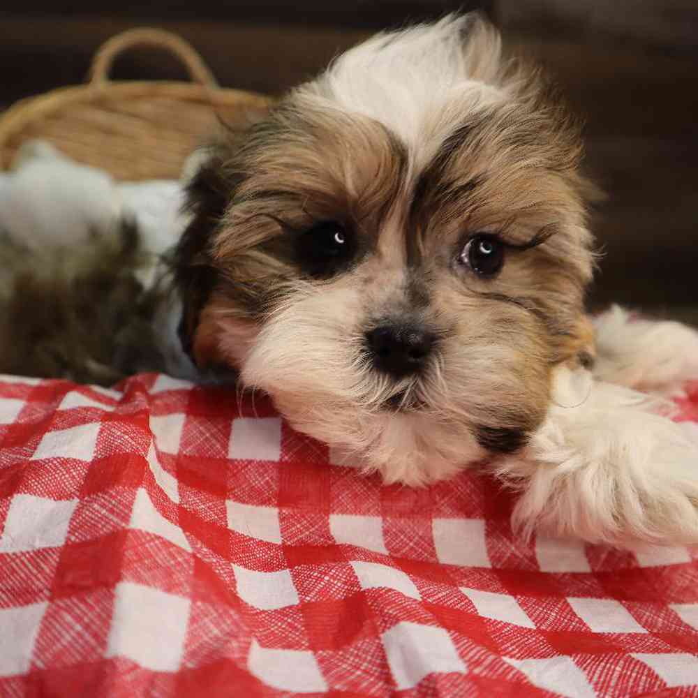 carousel pet images