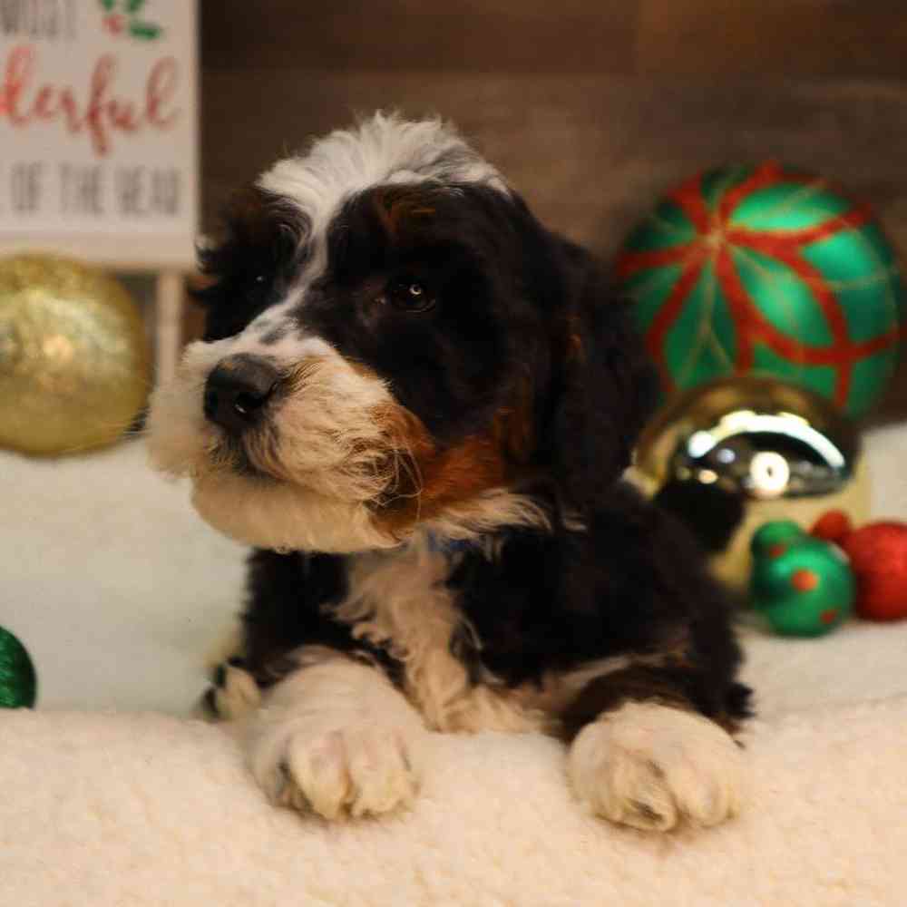 Male Mini BerneDoodle Puppy for Sale in Blaine, MN