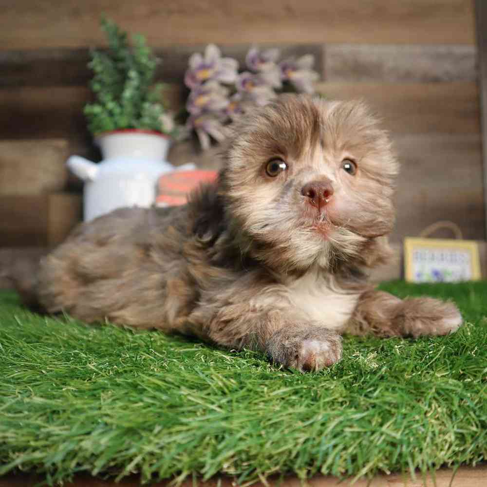 Female Shipoo Puppy for Sale in Blaine, MN