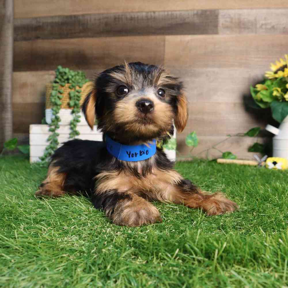 Male Yorkshire Terrier Puppy for Sale in Blaine, MN
