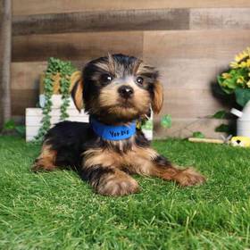 Yorkshire Terrier