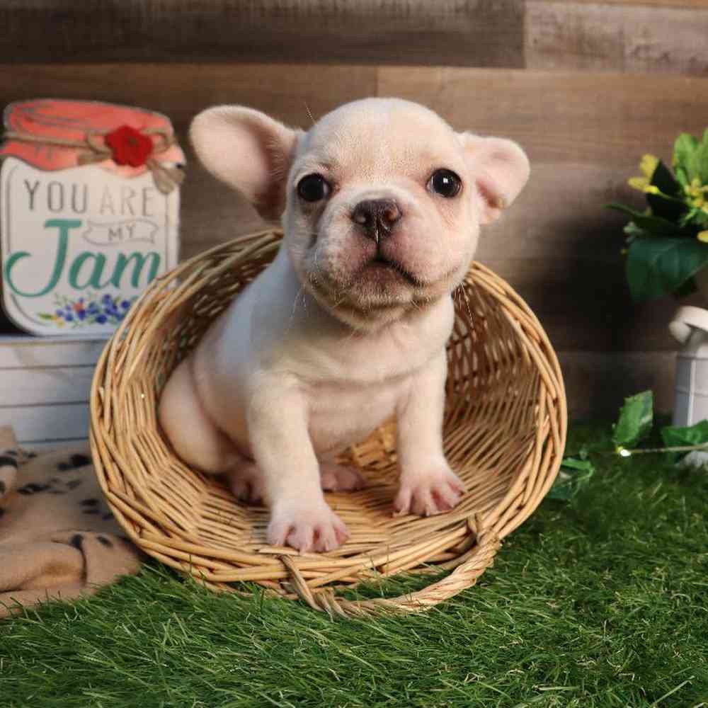 Female French Bulldog Puppy for Sale in Blaine, MN