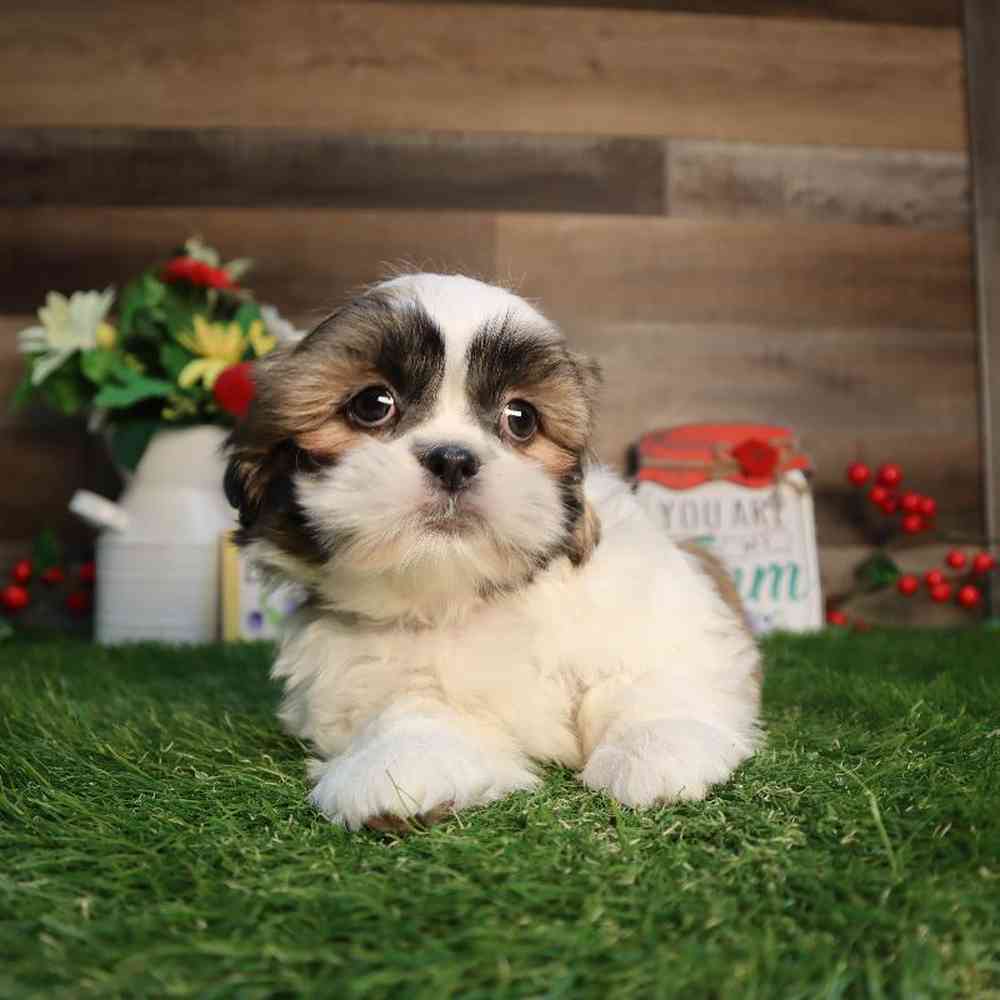 carousel pet images