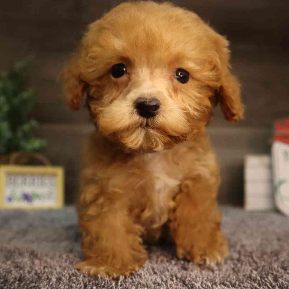 carousel pet images